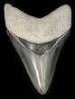Serrated Megalodon Tooth - Venice, Florida #42298-2